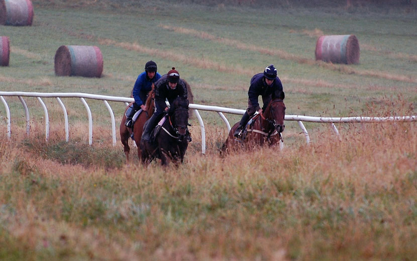 Early Oct gallop lot 2