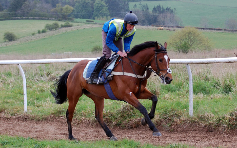 Houxty on the gallops