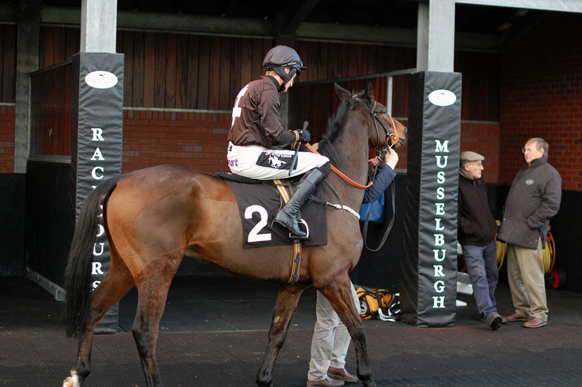 Snapping Turtle in parade ring