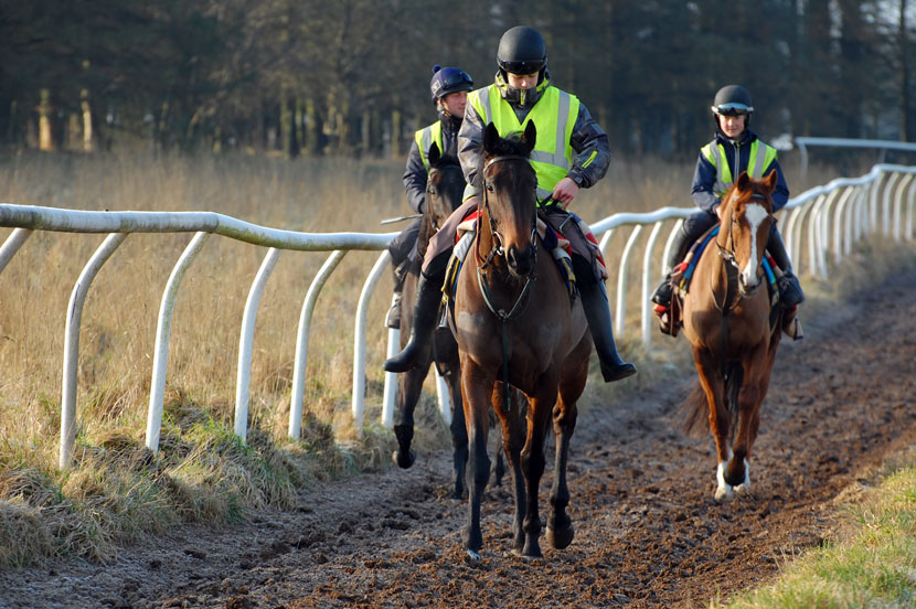 Shady leads the string