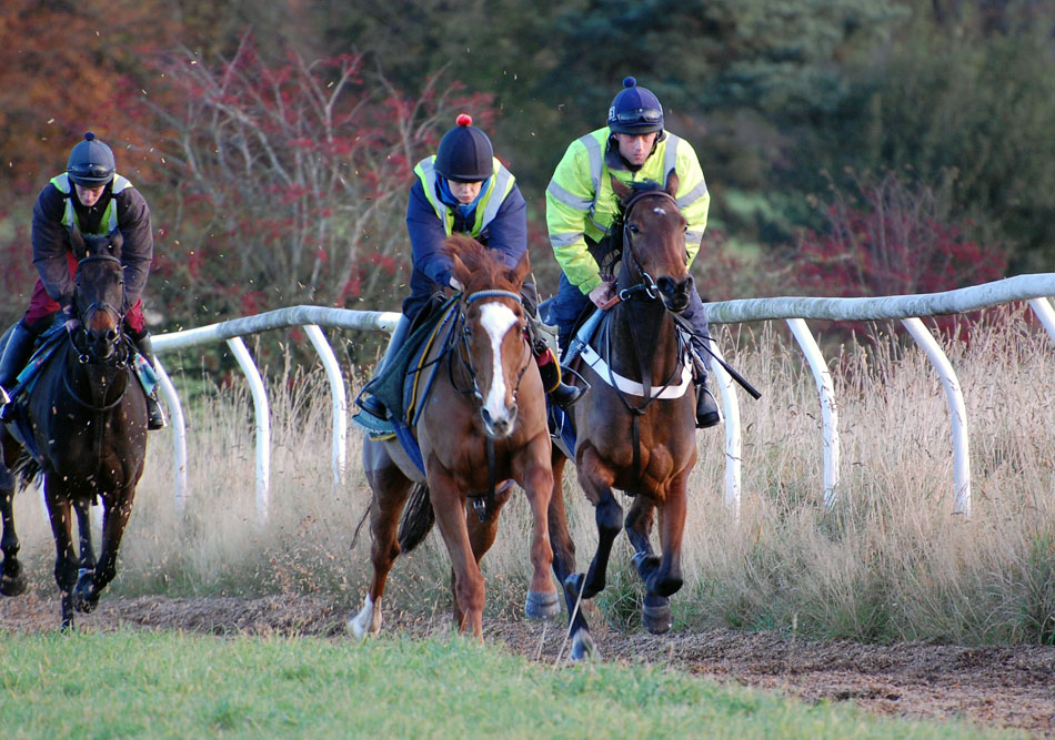 Lot 2 Nov gallop