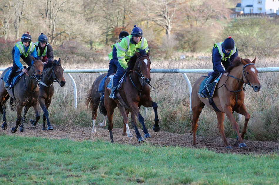 Nov Gallop lot 2