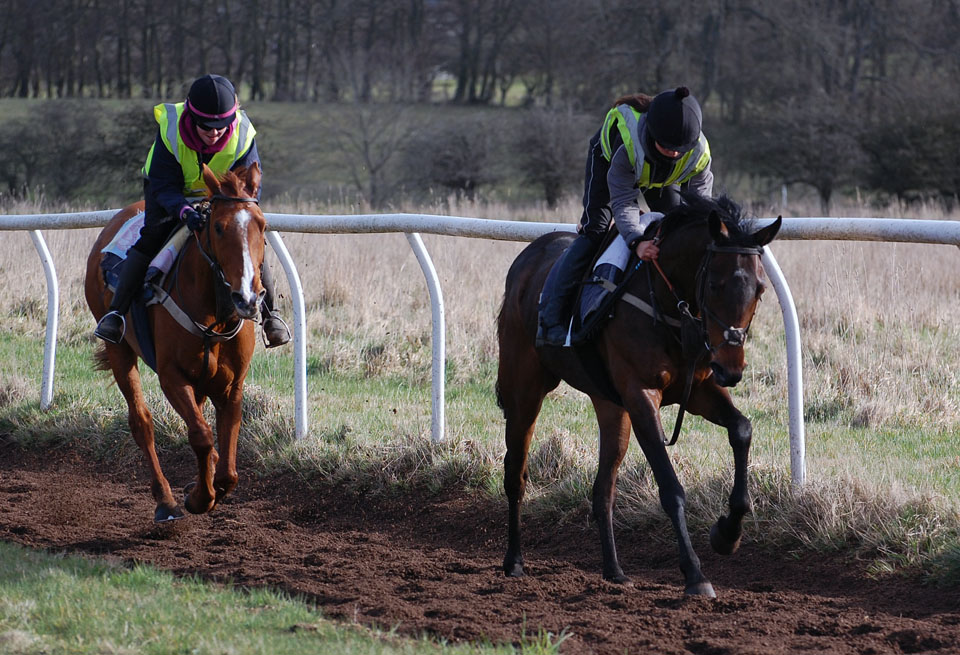 Lot 3 gallop