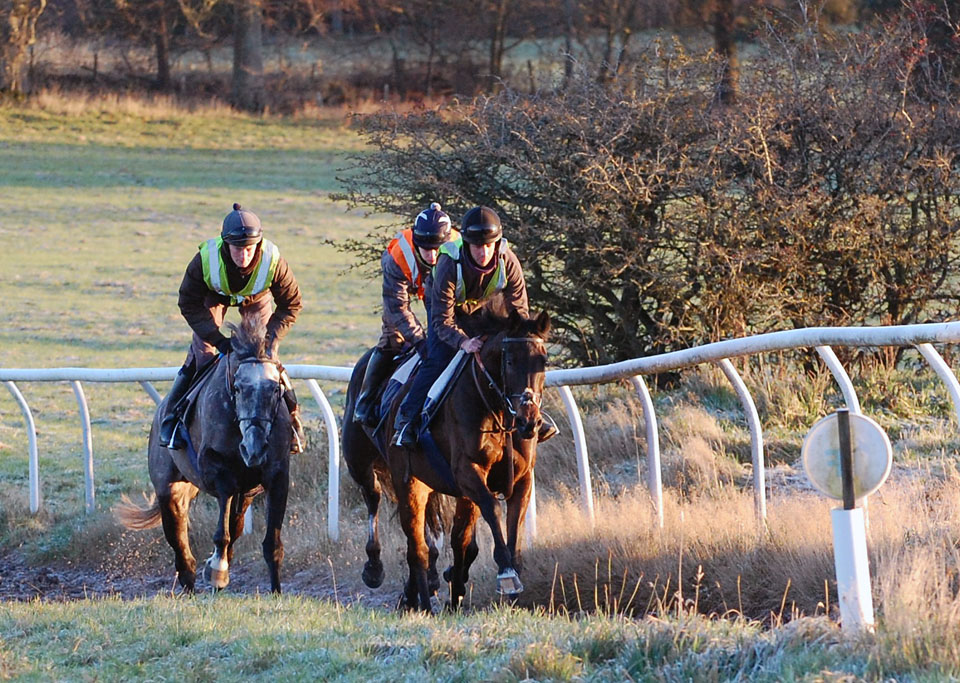 Shady heads the gallop