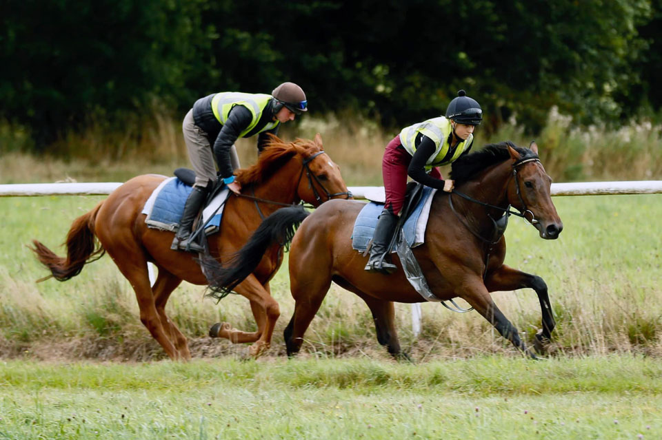 Honda Fifty & Nights In Venice