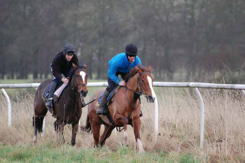 Mid Nov gallop lot 2