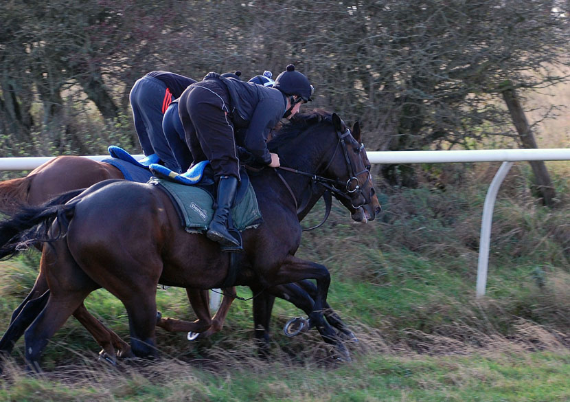 Shady gallop mid Oct