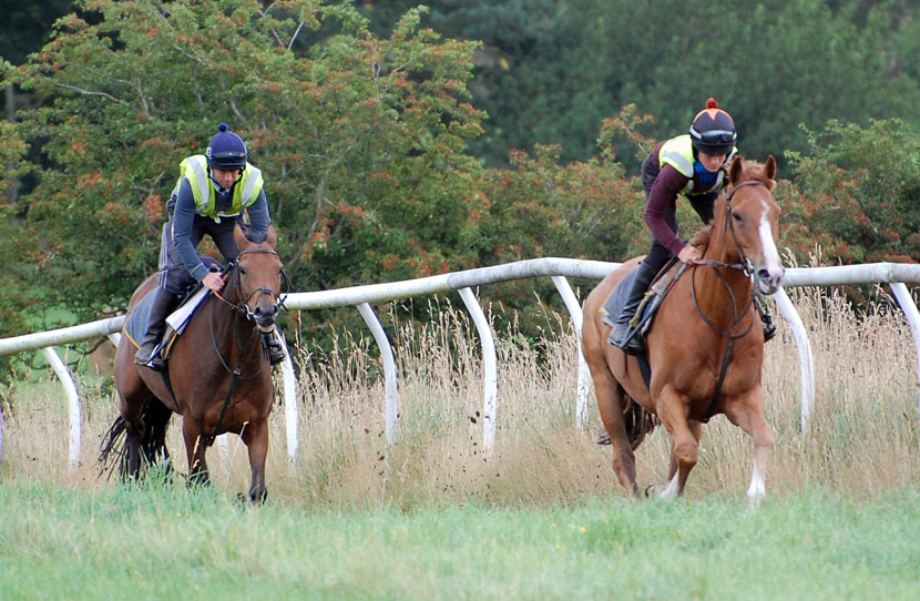 Mid sept gallop lot 2