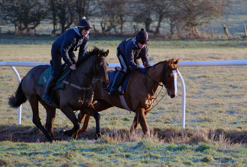 Mid Jan Gallop lot 2