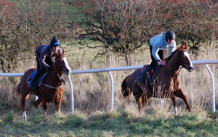 End Nov lot 2  gallop