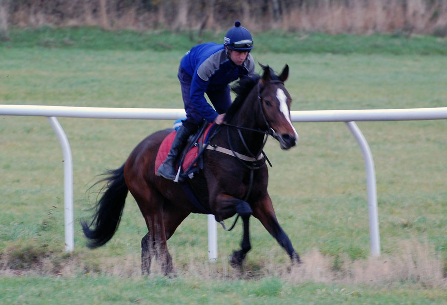 River Falls gelding on gallops