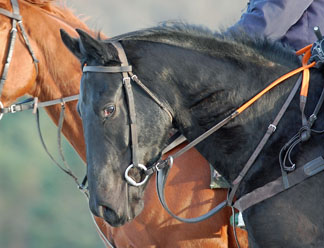 Allegheny Valley close up