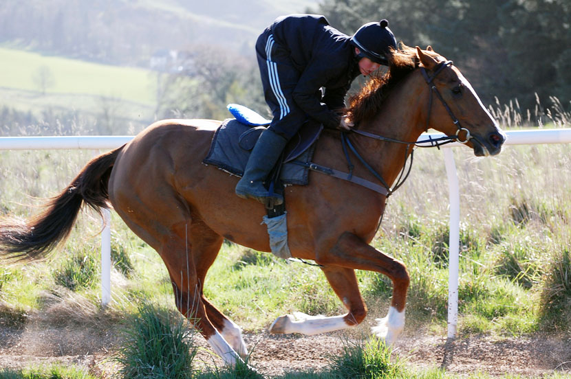 Fiona on the gallops