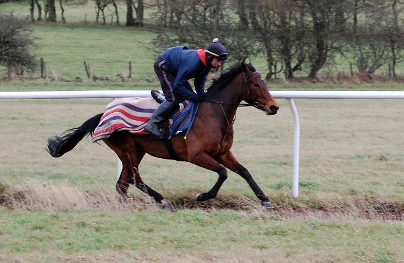 Bollin Julie at the gallop