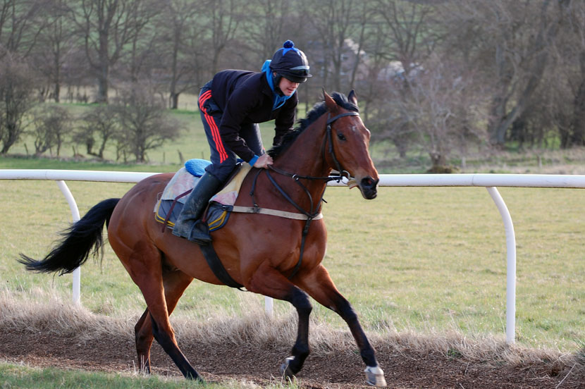 Fizz on gallops 