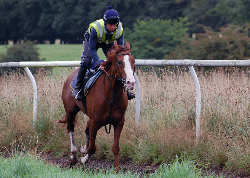 Percy on the gallops