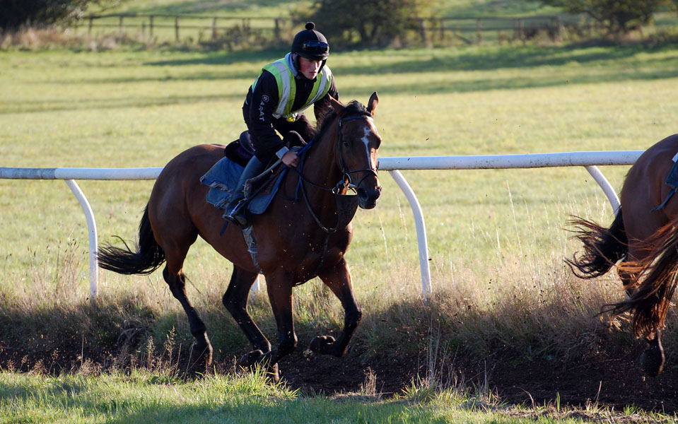 Aura on gallops