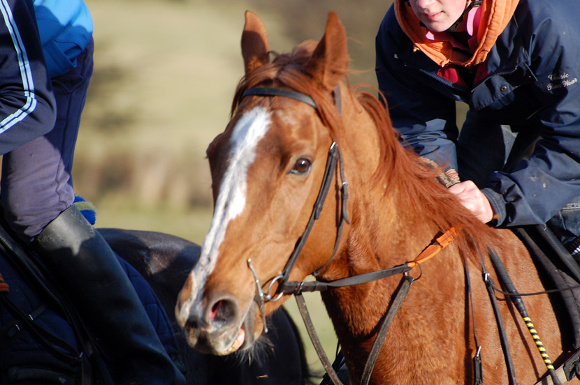 Mia on the gallops