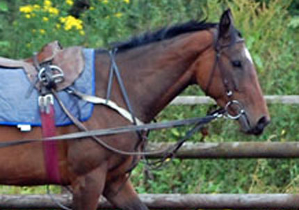 Nearly May in long reins