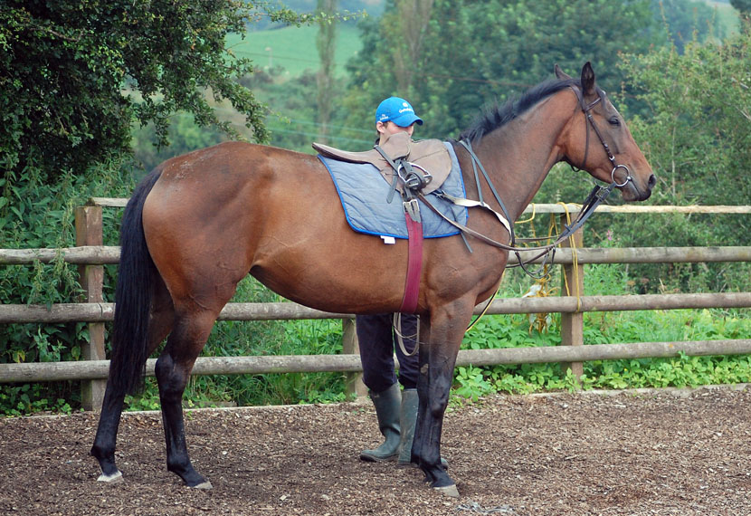 Winged Love filly stud photo
