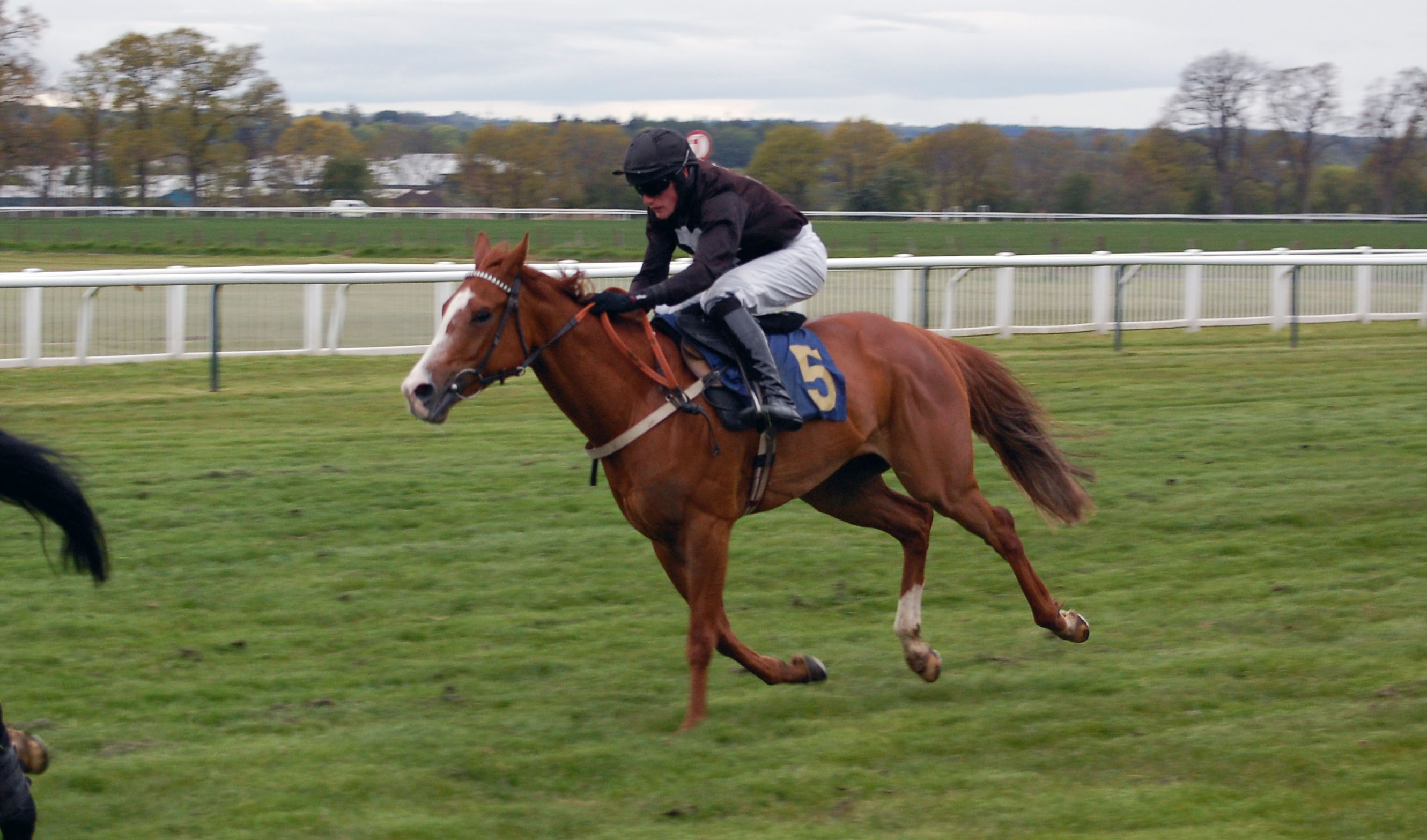 Nodda High Kid in full stride