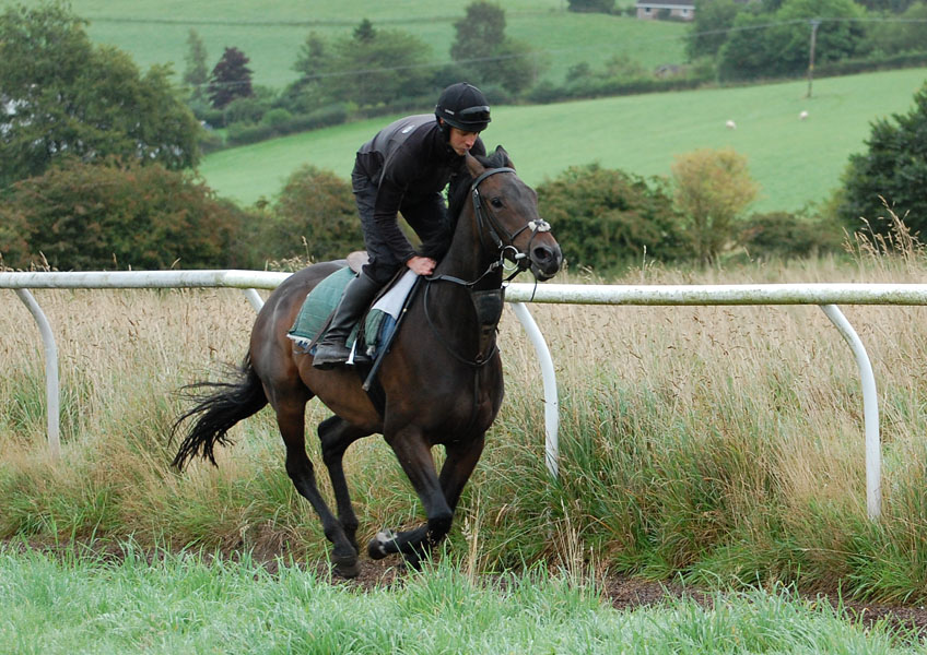 Shady on the gallops