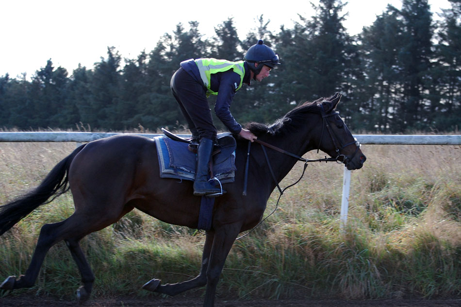 Shady Oct gallop