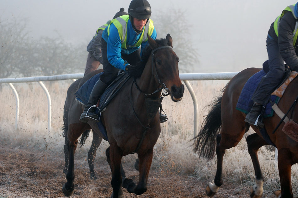 Shady January gallop