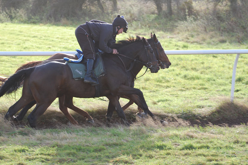 Shady on the gallops
