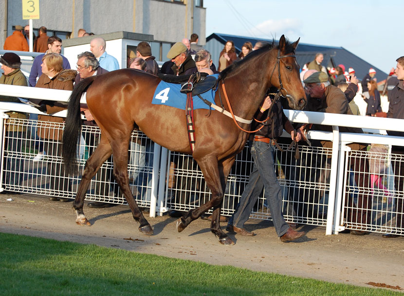 Snapping Turtle looking well