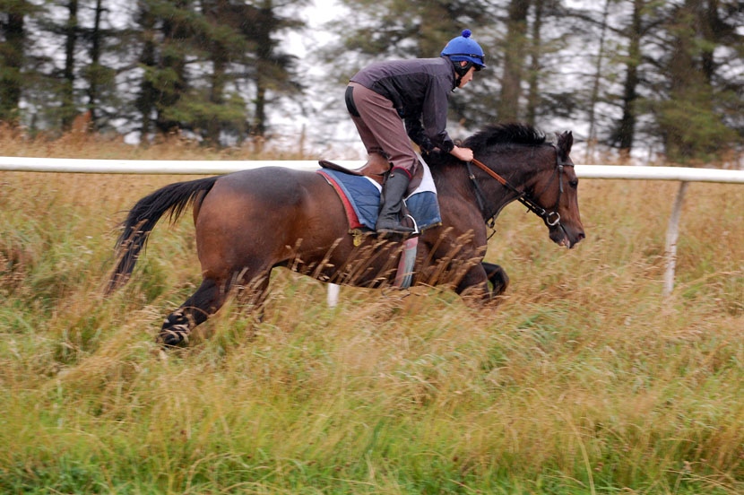 Bruce on the gallops