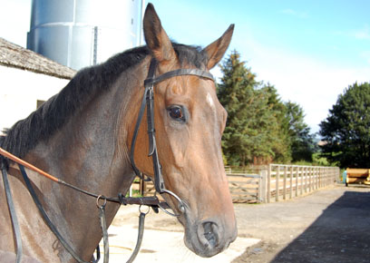 Snapping Turtle close up