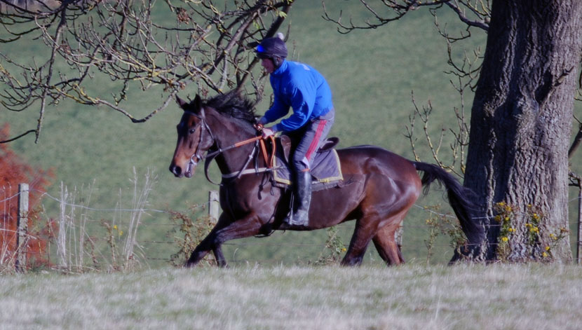 Snapping Turtle on grass