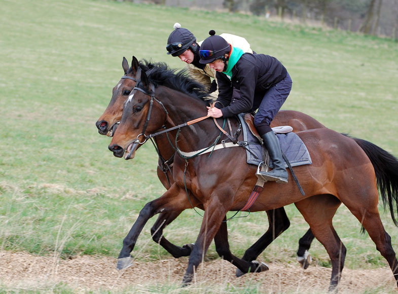Yinfortheroad on gallops