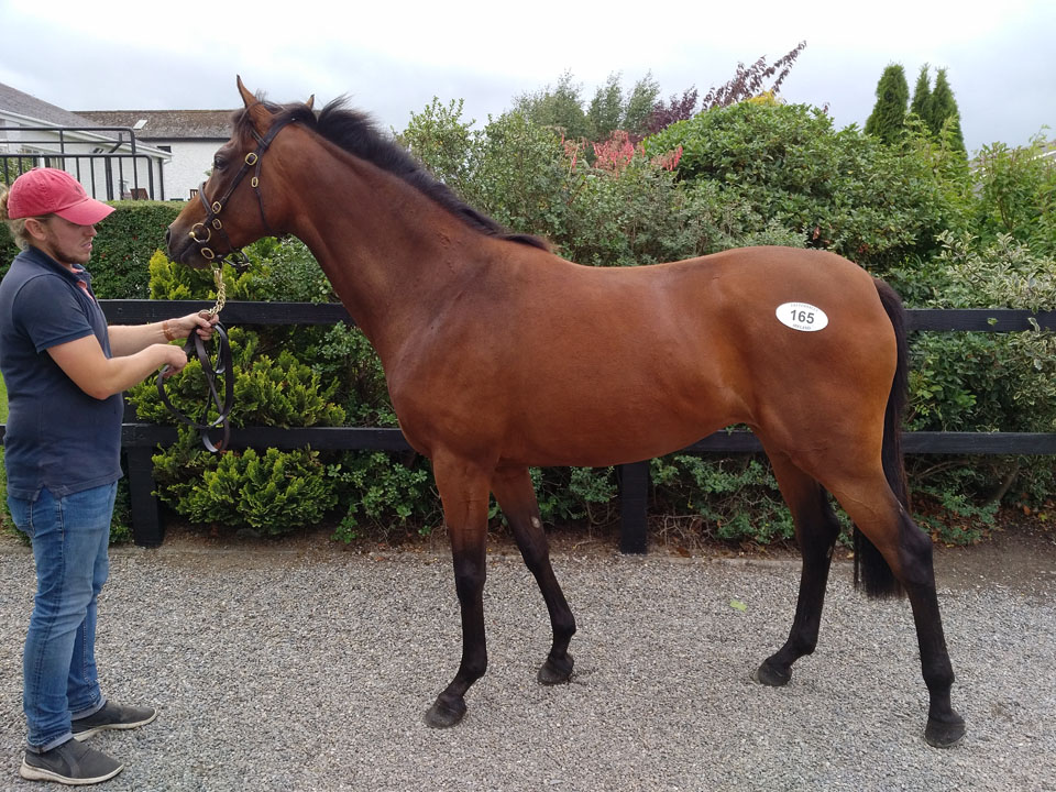 Shantou filly