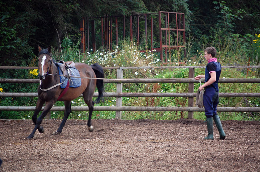 River Falls gelding being lunged