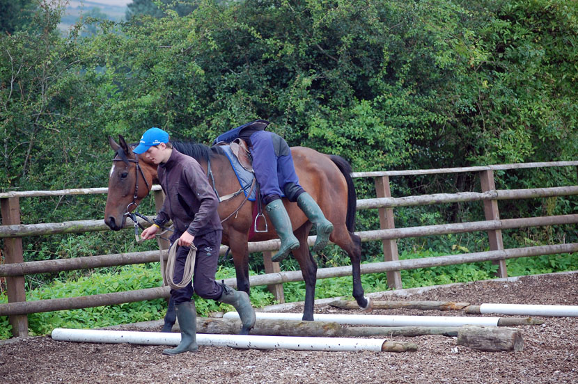 Winged Loved filly stepping