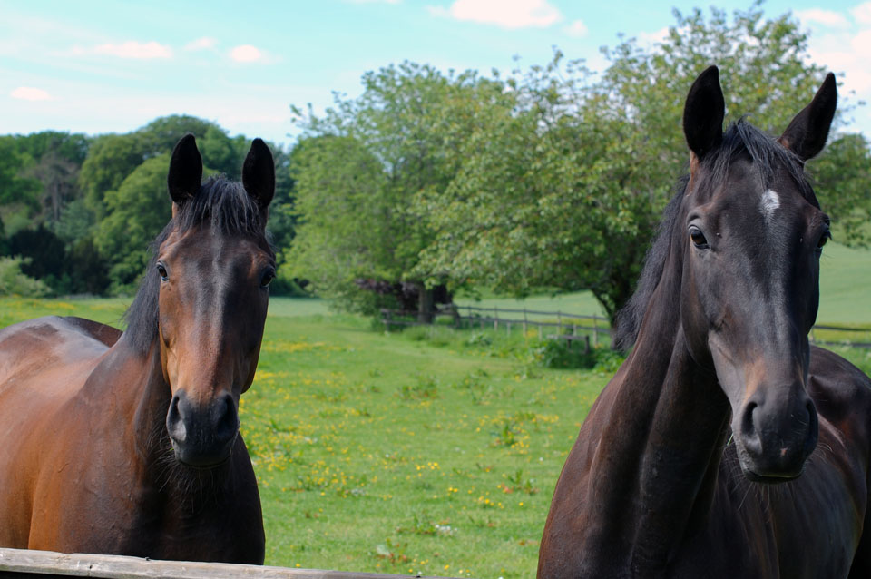 Shady&Arthus at grass