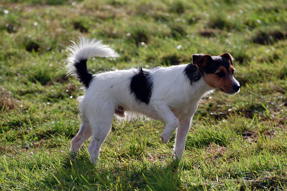 Hamish on the gallops