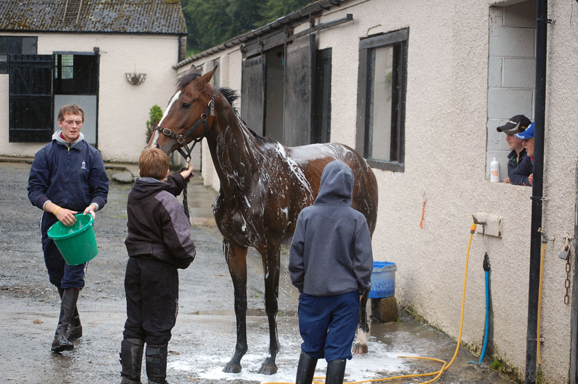River Falls gelding being washed