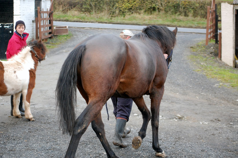Shady return to Dodlands